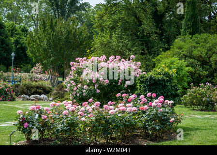 Rose 'Pink Eureka', Parc de la Tête d'or or Park of the Golden Head, a large urban park, Lyon, France Stock Photo