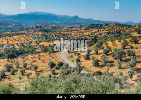Plantation of olives on the background of the blue sky. View of olive tree fields and countryside. Olive trees in rows reaching to the far distance on Stock Photo