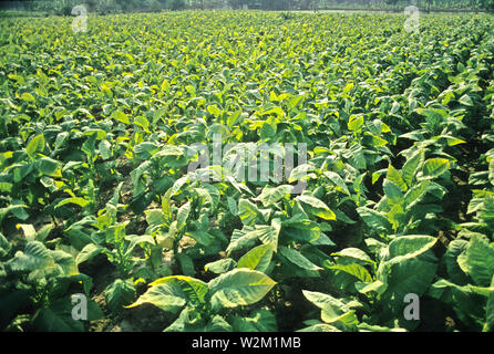 Tobacco is a cash crop that yields higher return for farmers than rice.  However the health risks associated with tobacco has hidden costs. Kushtia.  Bangladesh Stock Photo