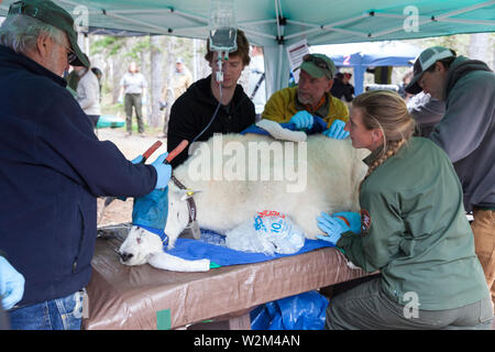 A team of rangers, employees and volunteers assess and stabilize a tranquilized mountain goat before crating at Hurricane Ridge in Olympic National Park, Washington on July 9, 2019. Today is the second day of a two-week long capture and translocation process moving mountain goats from Olympic National Park to the northern Cascade Mountains. The effort is a collaboration between the National Park Service, the Washington Department of Fish & Wildlife and the USDA Forest Service to re-establish depleted populations of mountain goats in the Northern Cascades while also removing non-native goats fr Stock Photo