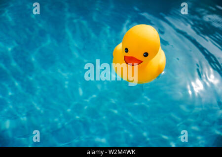Yellow toy rubber ducky floating on blue water of an outdoor swimming pool on a sunny afternoon Stock Photo