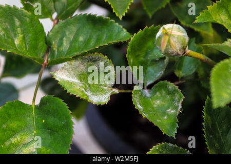 A branch on a rose bush covered in powdery mildew Stock Photo