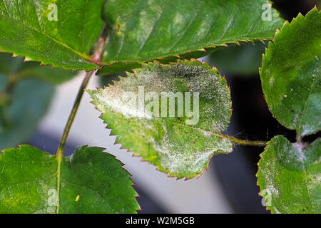 Closeup of a leaf covered in powdery mildew Stock Photo