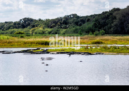 Many alligators predators in deep hole famous alligator lake pond in Myakka River State Park, Sarasota, Florida Stock Photo