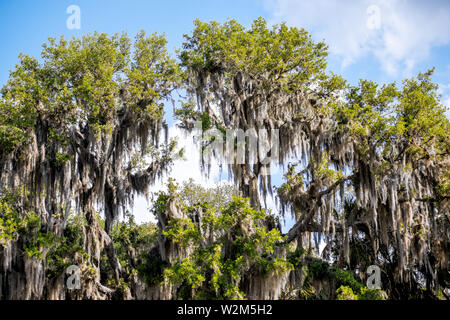Oak trees by Deep hole sinkhole hiking trail covered in Spanish moss at Myakka River state park in Sarasota Florida Stock Photo