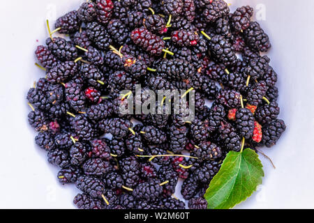 Black purple and red ripe mulberries on plate or bowl picked from garden farm with green leaf Stock Photo
