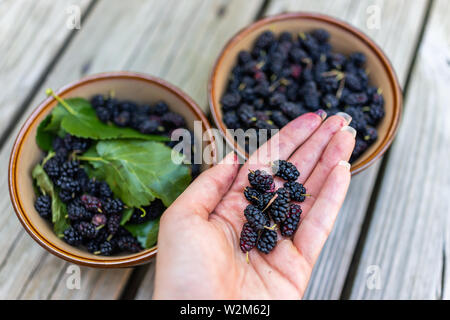Closeup of black ripe mulberries in garden dacha farm with woman dirty hand picking holding juicy fruit with leaves in bowls Stock Photo