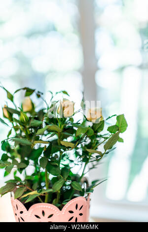 Small white and yellow roses flowers bouquet arrangement in flower pot isolated against bright window with green leaves Stock Photo