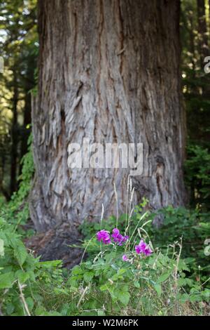 Broad-leaved sweet pea flowers growing beneath a redwood tree in Occidental, California, USA. Stock Photo
