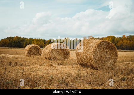 Three haystacks on wheat crop field against dramatic cloudy blue sky. Wheat yellow golden harvest in summer. Countryside natural landscape. Grain crop Stock Photo