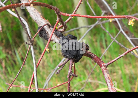 Black Knot disease growing on a cherry tree Stock Photo