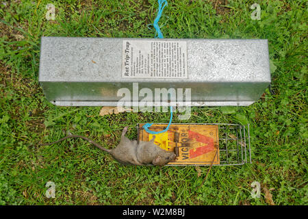 Motueka, Tasman/New Zealand - March 28, 2015: A dead rat in a rat trap beside the trap's bird-proof cover. Stock Photo
