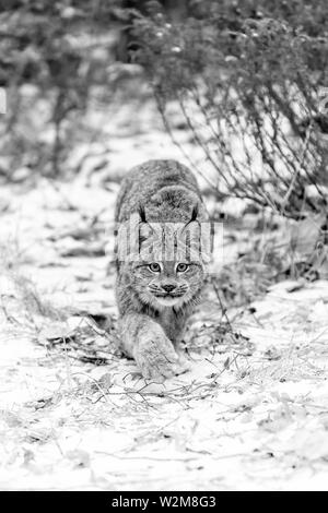 The Canada lynx, Lynx canadensis is native to North America. It can be found in Canada, Alaska and into Rocky Mountains and New Mexico. Stock Photo