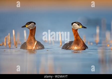 Red-necked grebe (Podiceps grisegena), pair in water, Middle Elbe Biosphere Reserve, Saxony-Anhalt, Germany Stock Photo