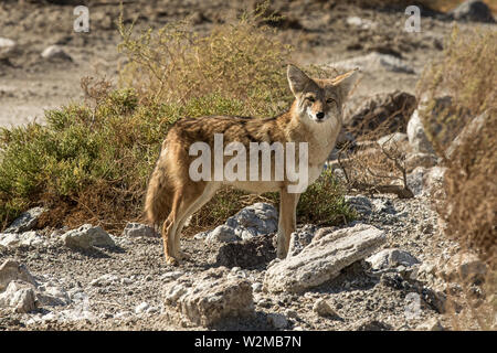 Death Valley Coyote Stock Photo