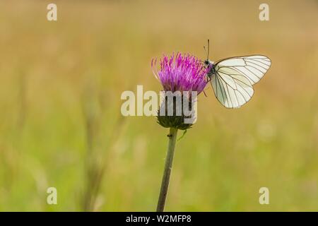 Large black-veined white butterfly sitting on purple thistle growing in a meadow on a sunny summer day. Blurry green brown background. Stock Photo