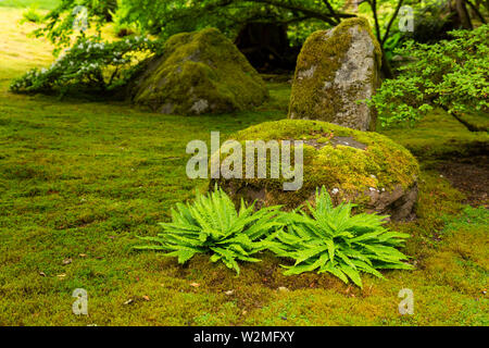 Close-up of an arrangement of moss covered rocks and ferns in a japanese garden. Stock Photo
