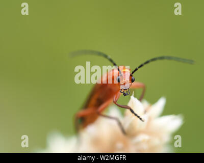 Common red soldier beetle (Rhagonycha fulva) Stock Photo