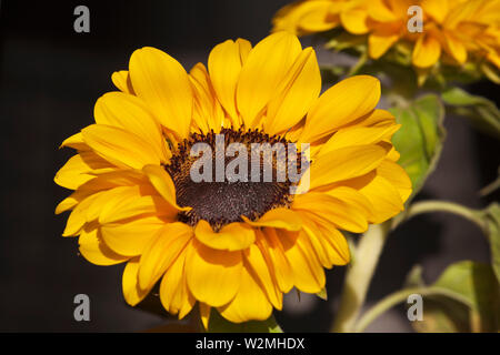 Sunflower-Helianthus annuus in a big plan Stock Photo