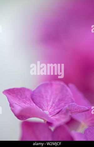 single small flower of a hydrangea greeting card Stock Photo