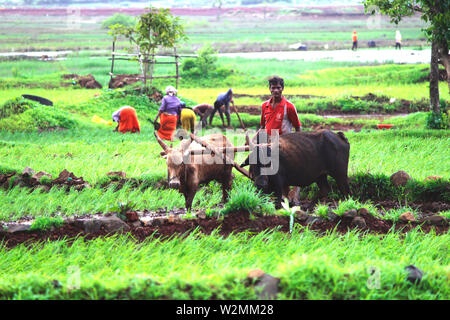 Indian farmer working in farm with his ox Stock Photo