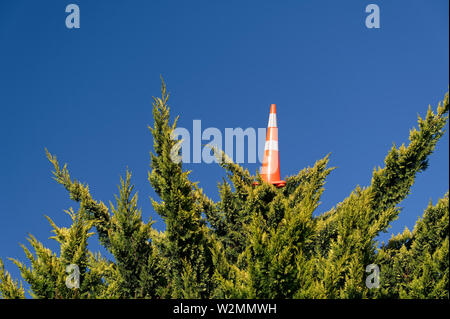 An orange and white traffic cone, up a tree, against a blue sky Stock Photo