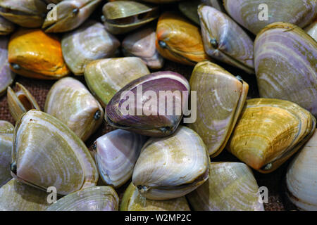 Fresh pipi shell (Paphies australis) for sale at a fish market in Sydney, Australia Stock Photo