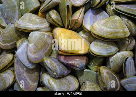 Fresh Pipi Shell Paphies Australis For Sale At A Fish Market In Sydney Australia Stock Photo Alamy