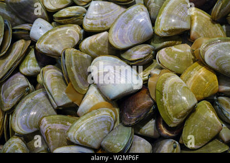 Fresh pipi shell (Paphies australis) for sale at a fish market in Sydney, Australia Stock Photo