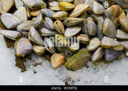 Fresh pipi shell (Paphies australis) for sale at a fish market in Sydney, Australia Stock Photo