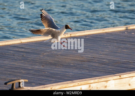 Black Headed Gull coming in for a landing in the Finnish Archipelago . Stock Photo