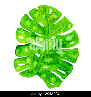 Watercolor monstera leaf isolated on white background Stock Photo