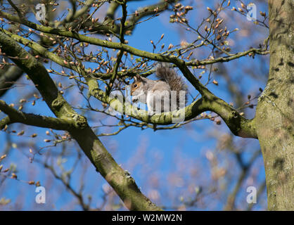 eastern gray squirrel, Sciurus carolinensis, in branches of tree, Lancashire, UK Stock Photo