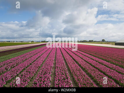 Beautiful aerial landscape.Vibrant tulip flowers grow in rural fields of Netherlands under dramatic cloudy sky in spring.Exotic tulips plants bloom in Stock Photo
