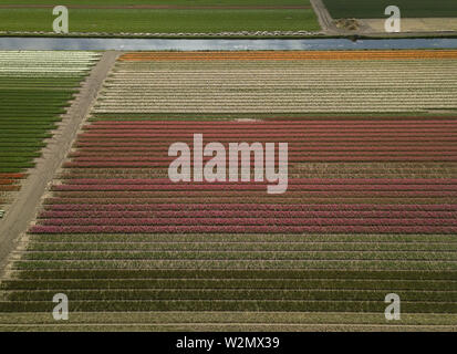 Beautiful aerial drone shot of tulip flowers grow in rural fields of Netherlands.Green and pink tulips bloom in spring season,shot from above with fly Stock Photo