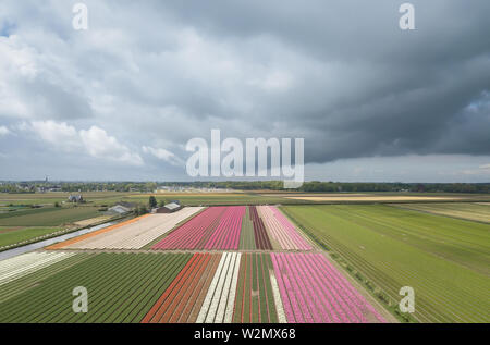 Beautiful aerial landscape.Vibrant tulip flowers grow in rural fields of Netherlands under dramatic cloudy sky in spring.Exotic tulips plants bloom in Stock Photo
