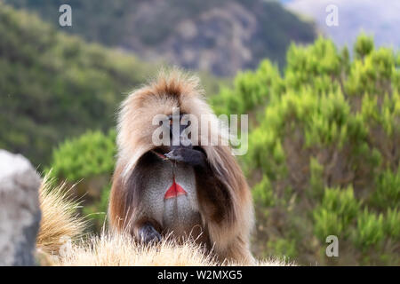 big male of endemic animal Gelada monkey on rock, with mountain view. Theropithecus gelada, in Ethiopian natural habitat Simien Mountains, Africa Ethi Stock Photo