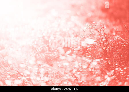 Blur leaves with bokeh, abstract background in trendy coral color. Banner. Wild nature Stock Photo