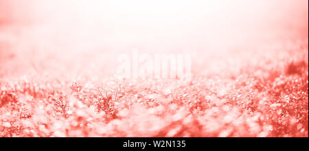 Blur leaves with bokeh, abstract background in trendy coral color. Banner. Wild nature Stock Photo