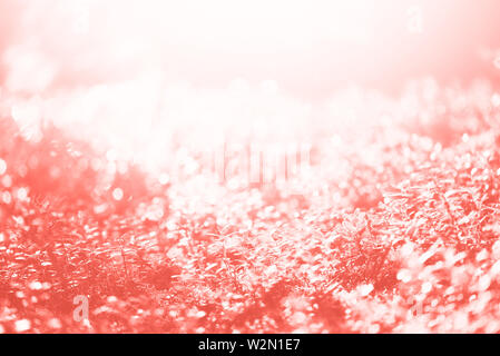 Blur leaves with bokeh, abstract background in trendy coral color. Banner. Wild nature Stock Photo