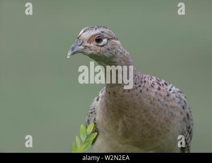 close up, portrait of Common pheasant / Ring-necked pheasant, Phasianus colchicus, female, Lancashire, UK Stock Photo