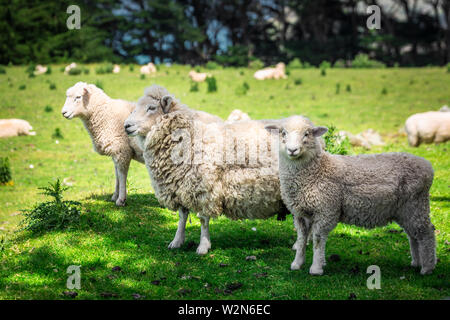 Sheep in a green meadow near Dunedin Southern Scenic Route, New Zealand. Stock Photo