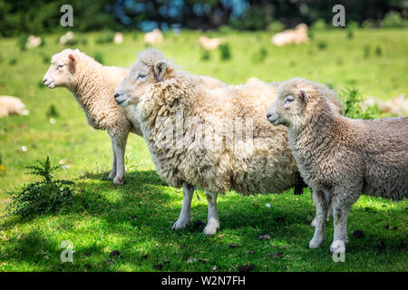 Sheep in a green meadow near Dunedin Southern Scenic Route, New Zealand. Stock Photo