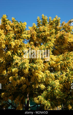 Acacia dealbata yellow blossom Stock Photo