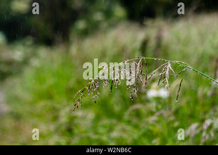 A Fescue grass seedhead covered with rain water drops against a blurred background Stock Photo