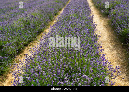 Roll of blooming lavender bushes in a farm seen on sunny day - 1 Stock Photo