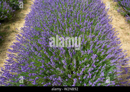 Roll of blooming lavender bushes in a farm seen on sunny day - 2 Stock Photo