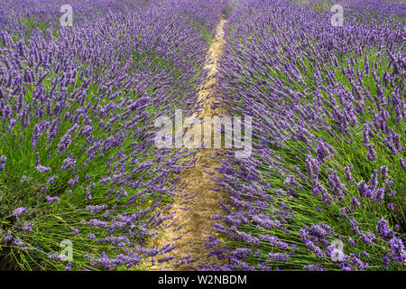 Roll of blooming lavender bushes in a farm seen on sunny day - 3 Stock Photo