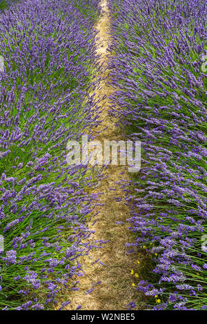 Roll of blooming lavender bushes in a farm seen on sunny day - 4 Stock Photo