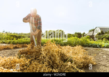 Young farmer working at his garden in sunny day. Man engaged in the cultivation of eco friendly products. Concept of farming, agriculture, healthy lifestyle, growing natural nutrition by its own. Stock Photo